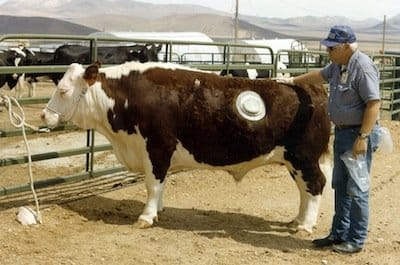 Fistulated20steer 8