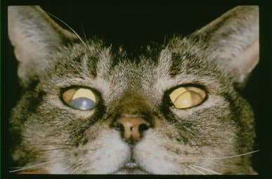 Fe Optho FIV001 sm 4