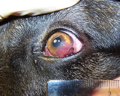 pannus20dog 5