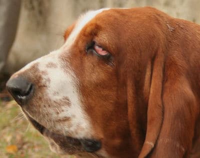 ectropion20dog 5
