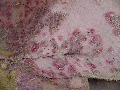 canine derm400 5
