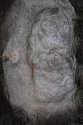 catmammary 5