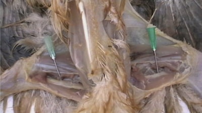 chicknecnerv 4