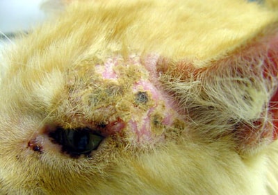 Feline actinic SCC 4