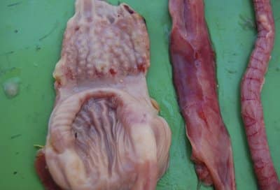 gizzard duod 5