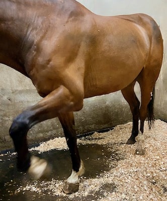 colic