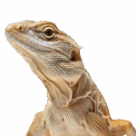 ZukuCE for Vet Techs