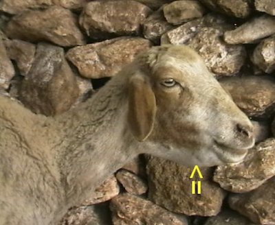 Eweface 5