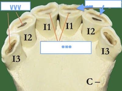 equinelowerincisors 5