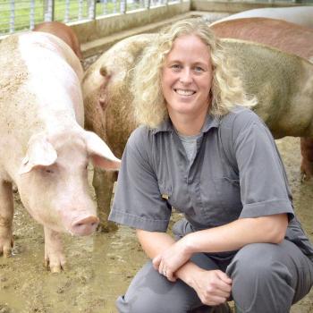 Swine Medicine