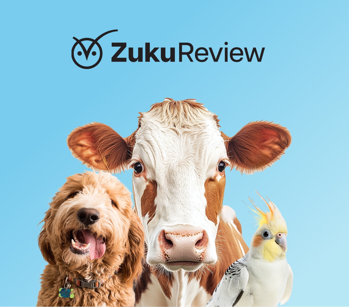 Zuku Review