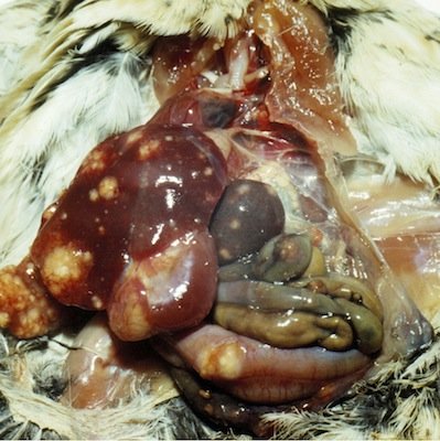 chicknecwhsp 2
