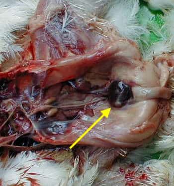 infectious20bursal20dz 20