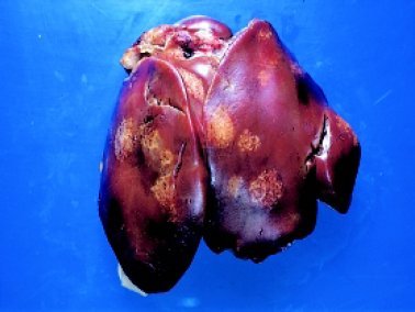 Histomoniasis 2