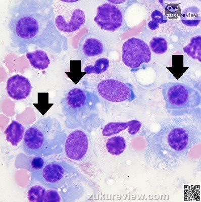 canine1b sm 2