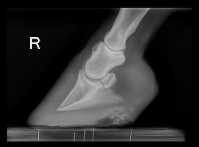 pastern20arthritis 2