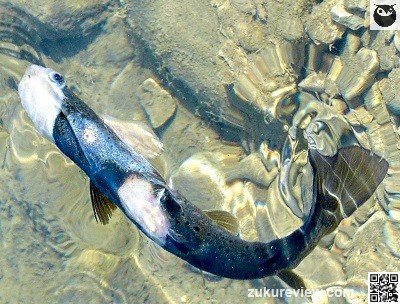 trout1rev smwm 2