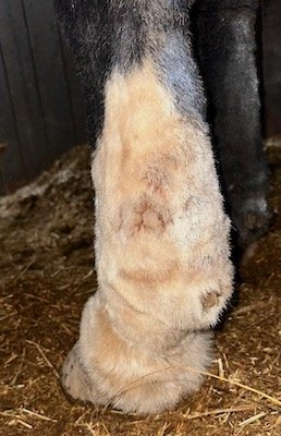 vasculitis20fetlock 2