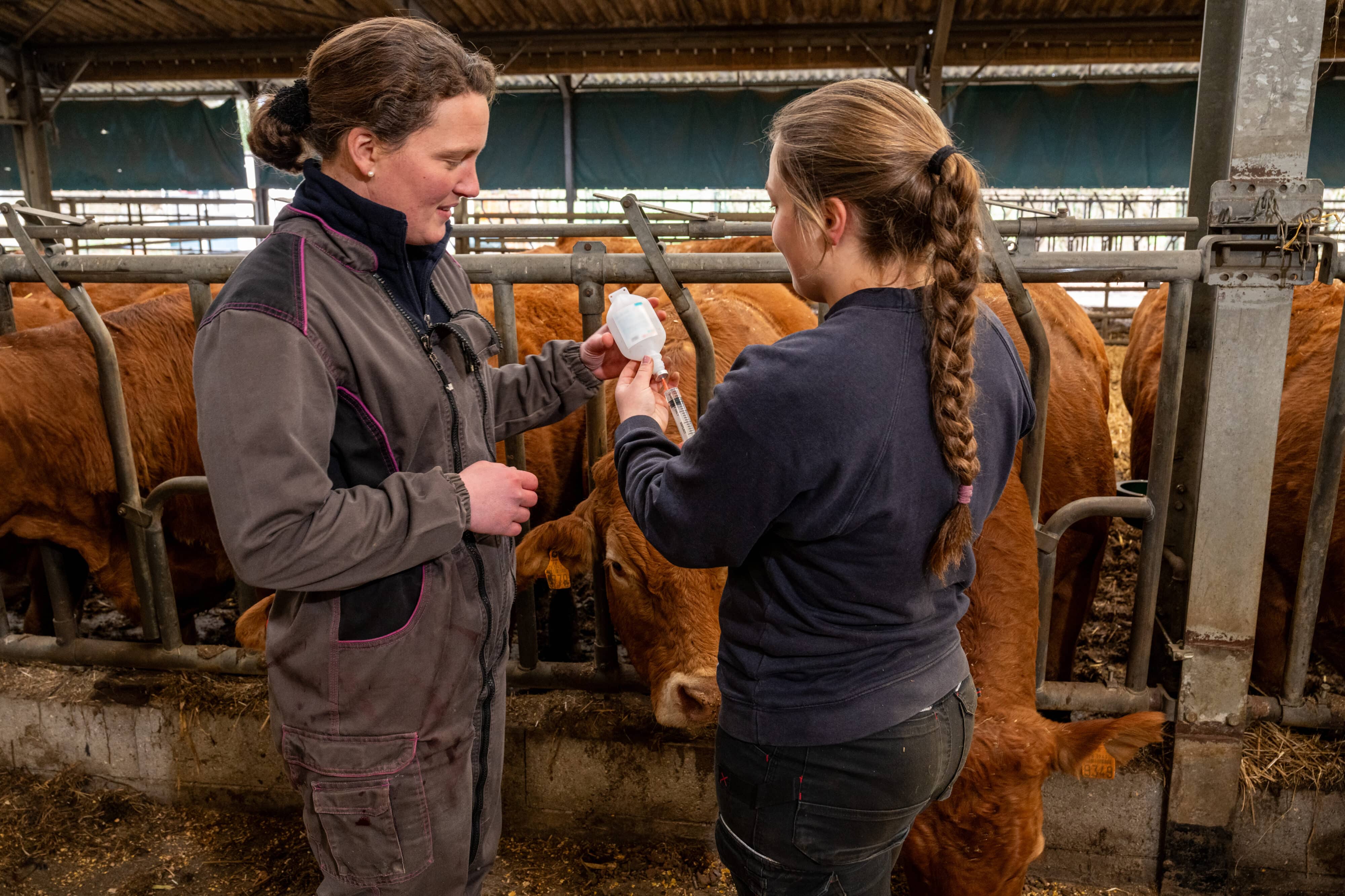 Ketosis in Fresh Dairy Cows: Causes, Diagnosis, and How to Treat It