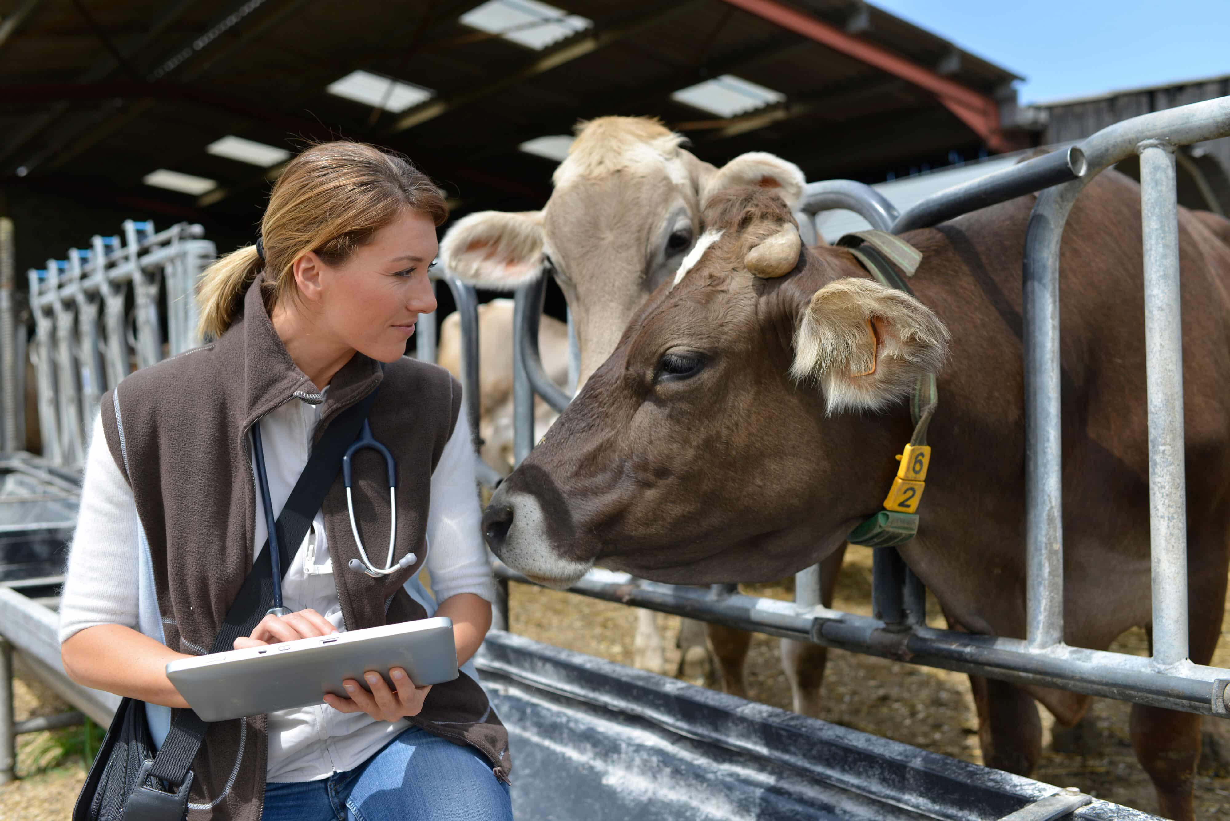 Veterinarian checking on herd's health in barn
