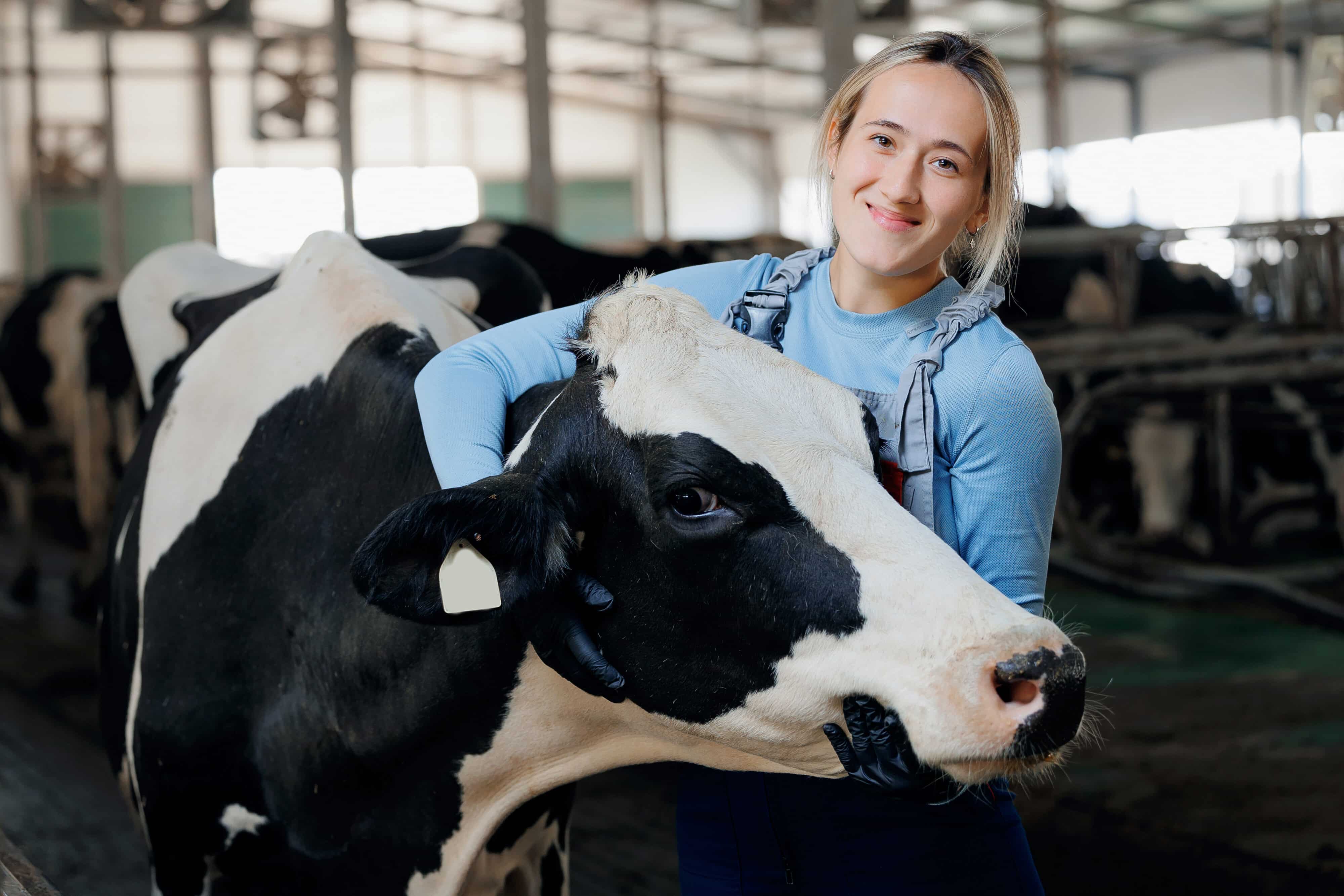 Recognizing and Managing Displaced Abomasum in Dairy Cows