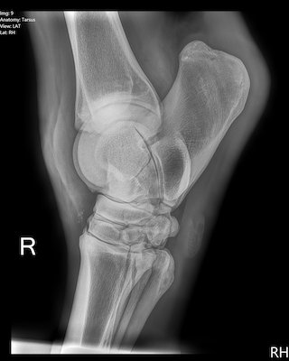hock20arthritis 2