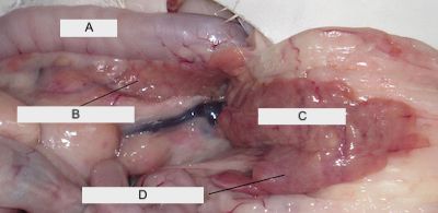 Pancreas 118