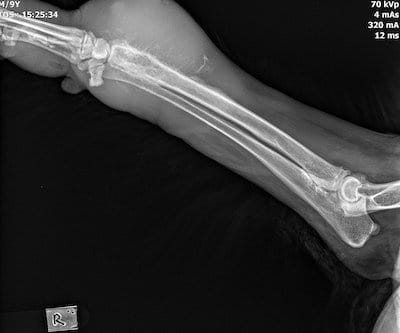 canine20osteosarcoma20 70