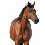 zuku cheval découpé 1