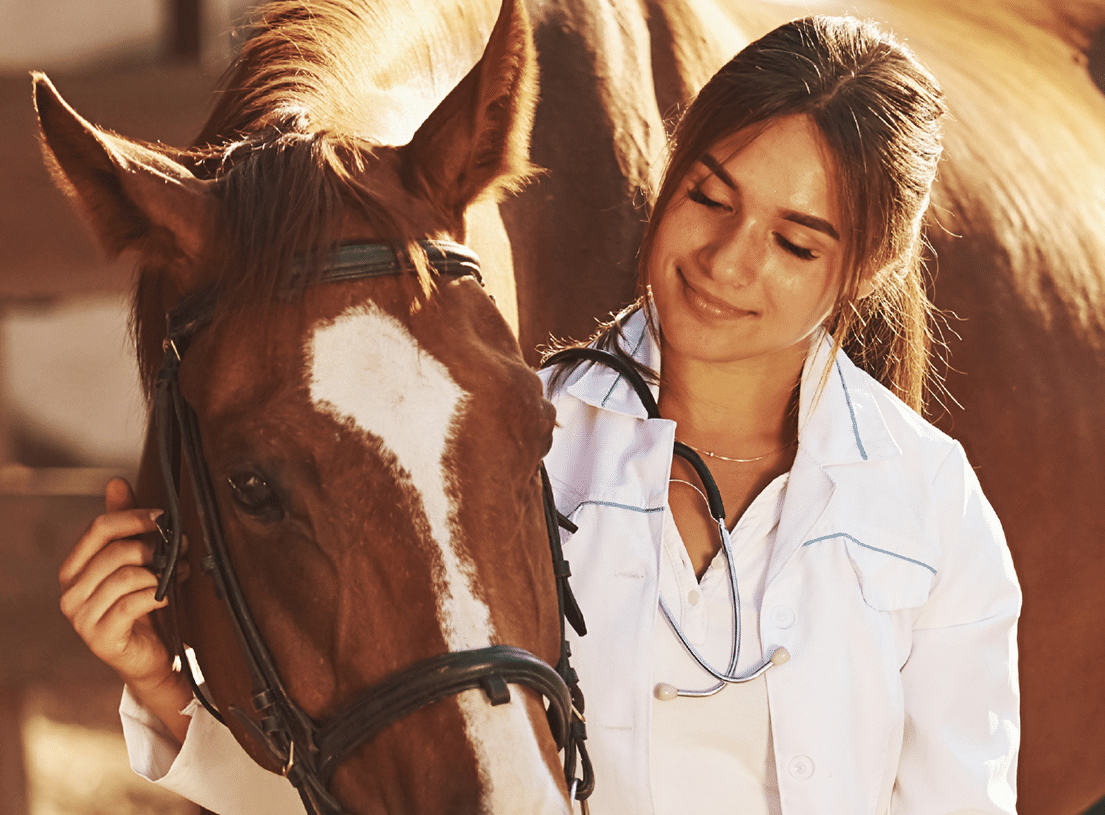 zuku vet horse photo 03