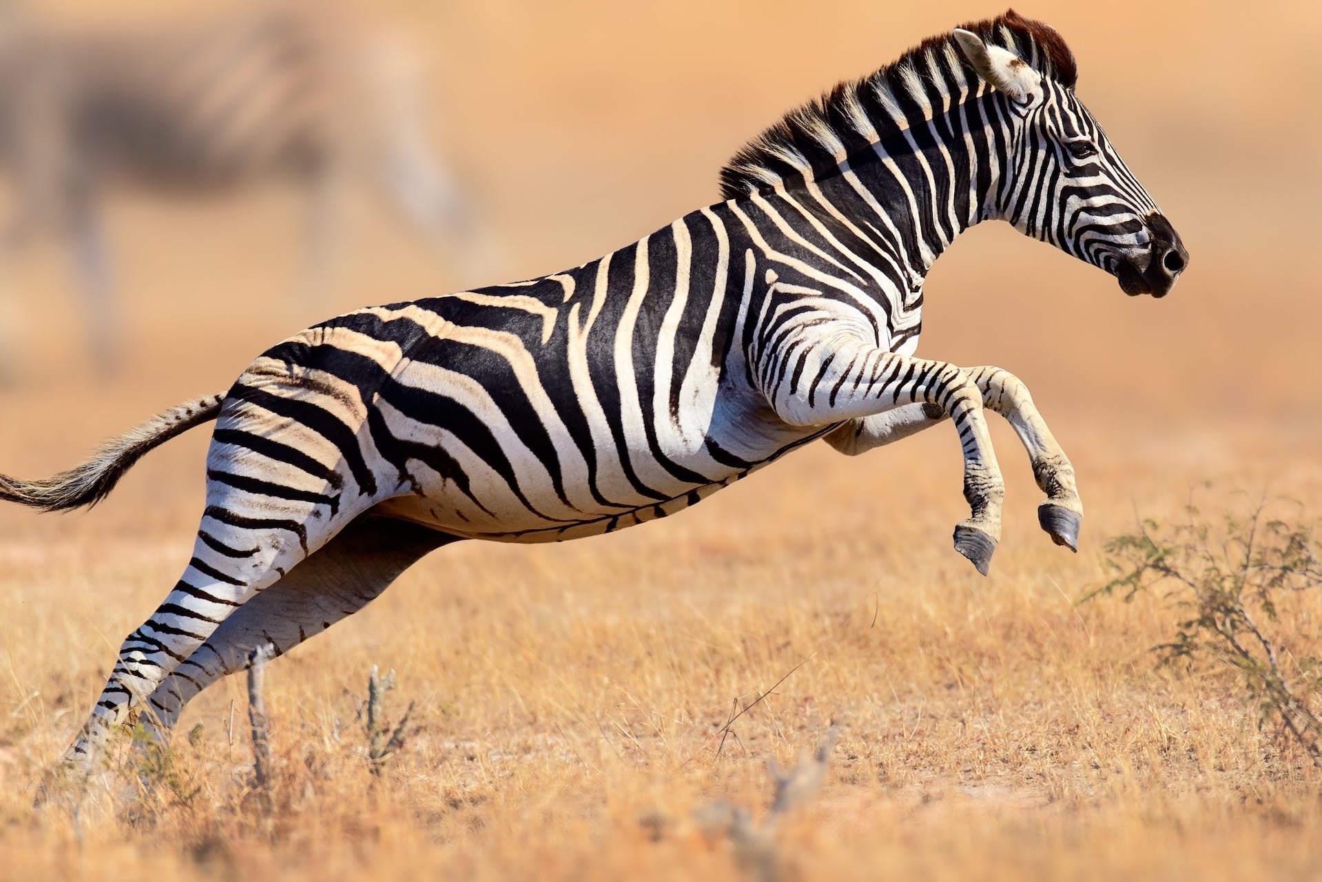 No Zebras: How to Triage your NAVLE® Study for Maximum Points