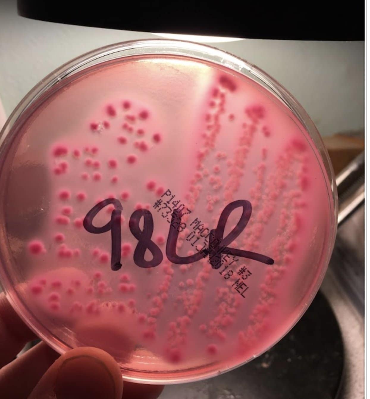 MacConkey20plate20growth 88