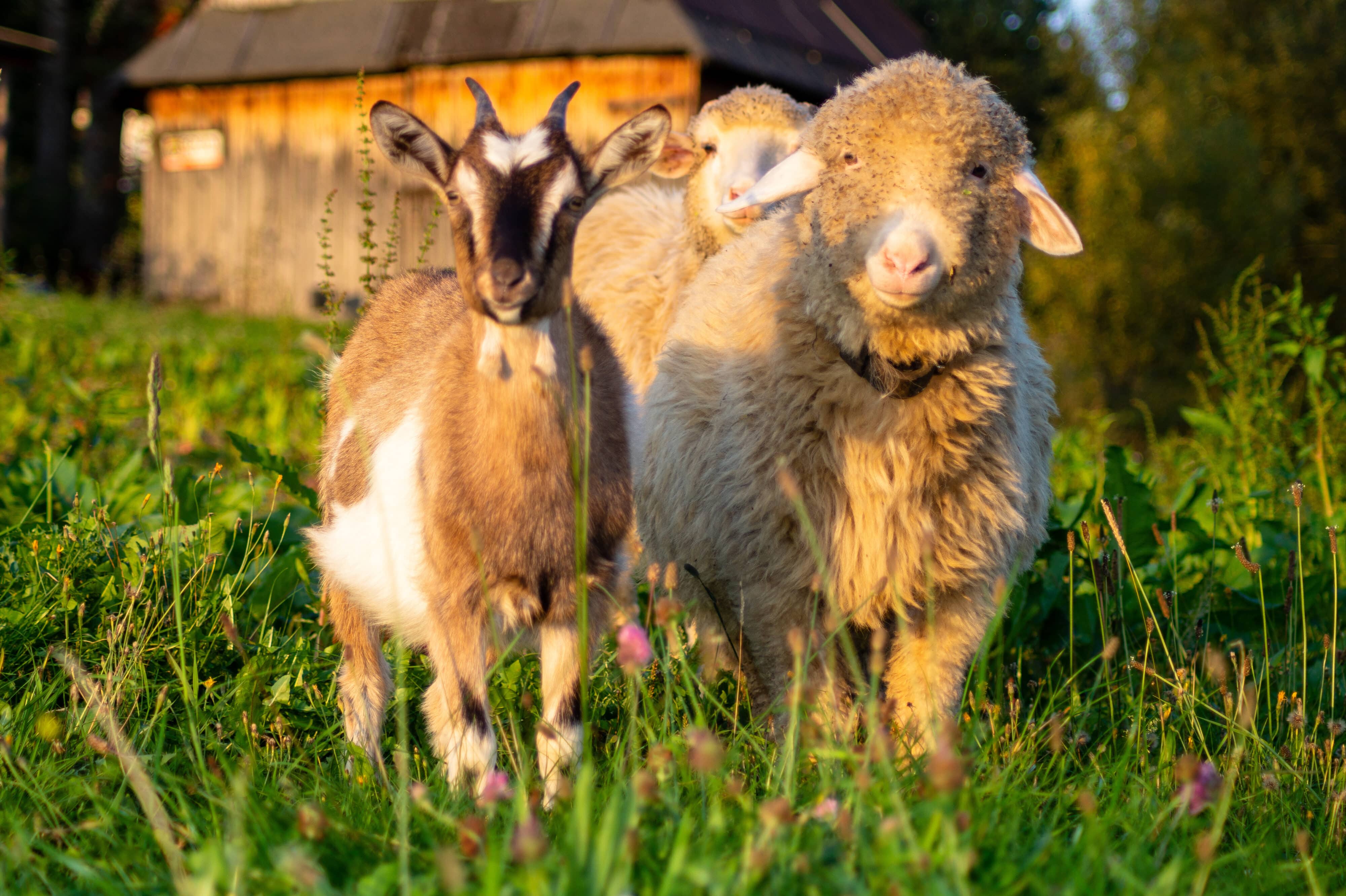 sheep and goat in the pasture in the mountainous village