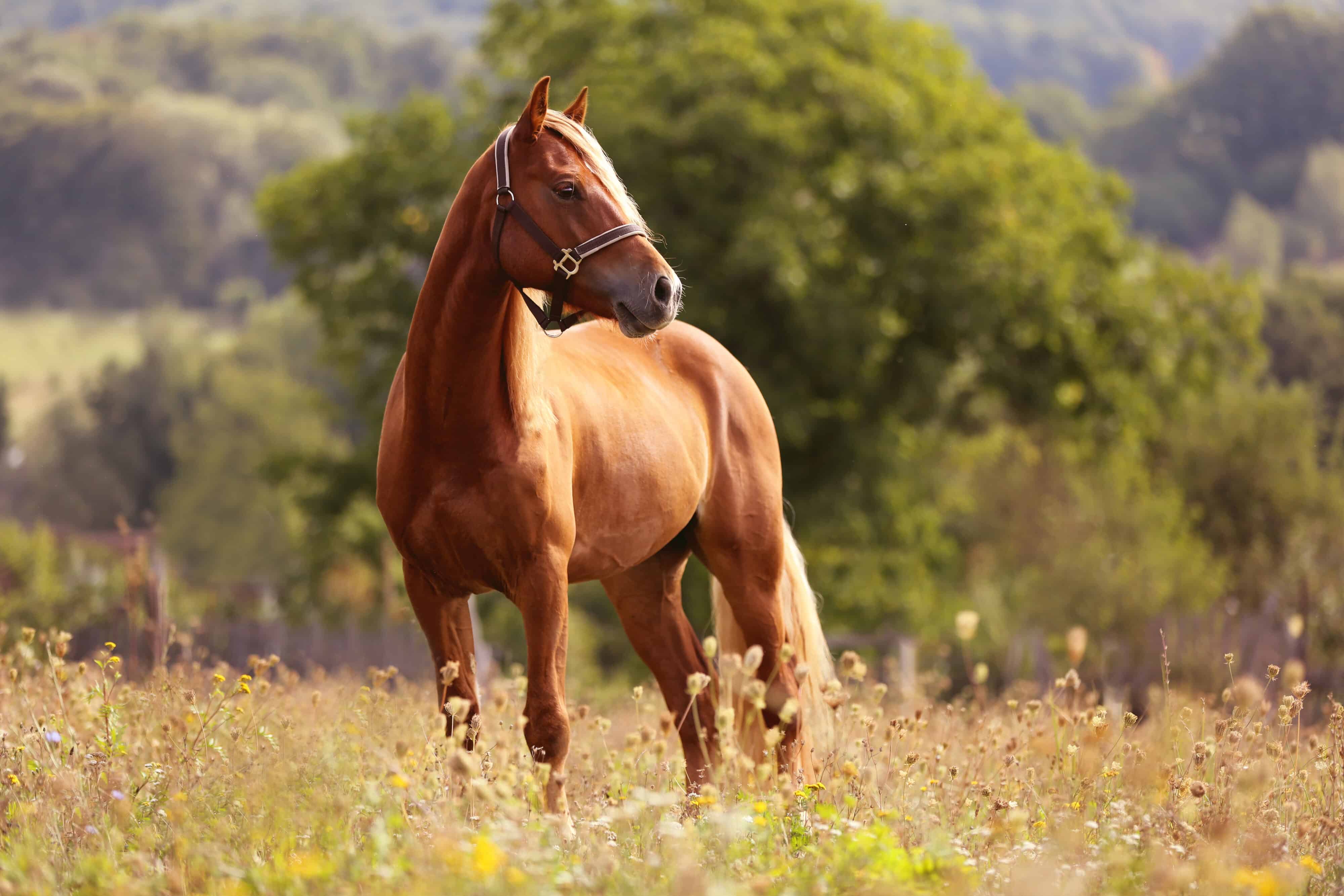 Brown horse Welsh pony standing in high grass by sunset