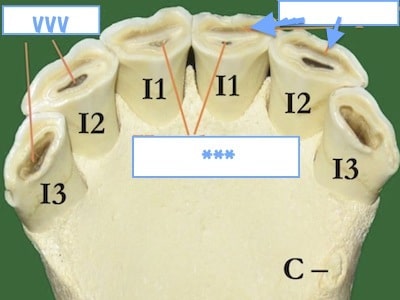 equinelowerincisors 95