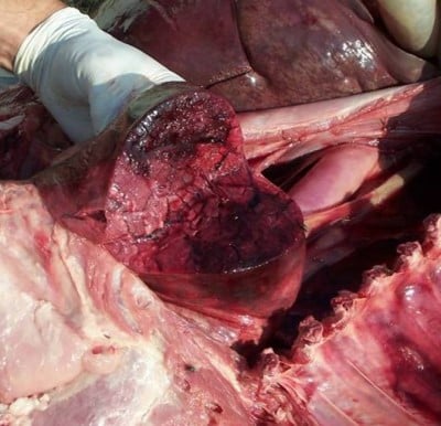 ASuisLungforQ12425400 70