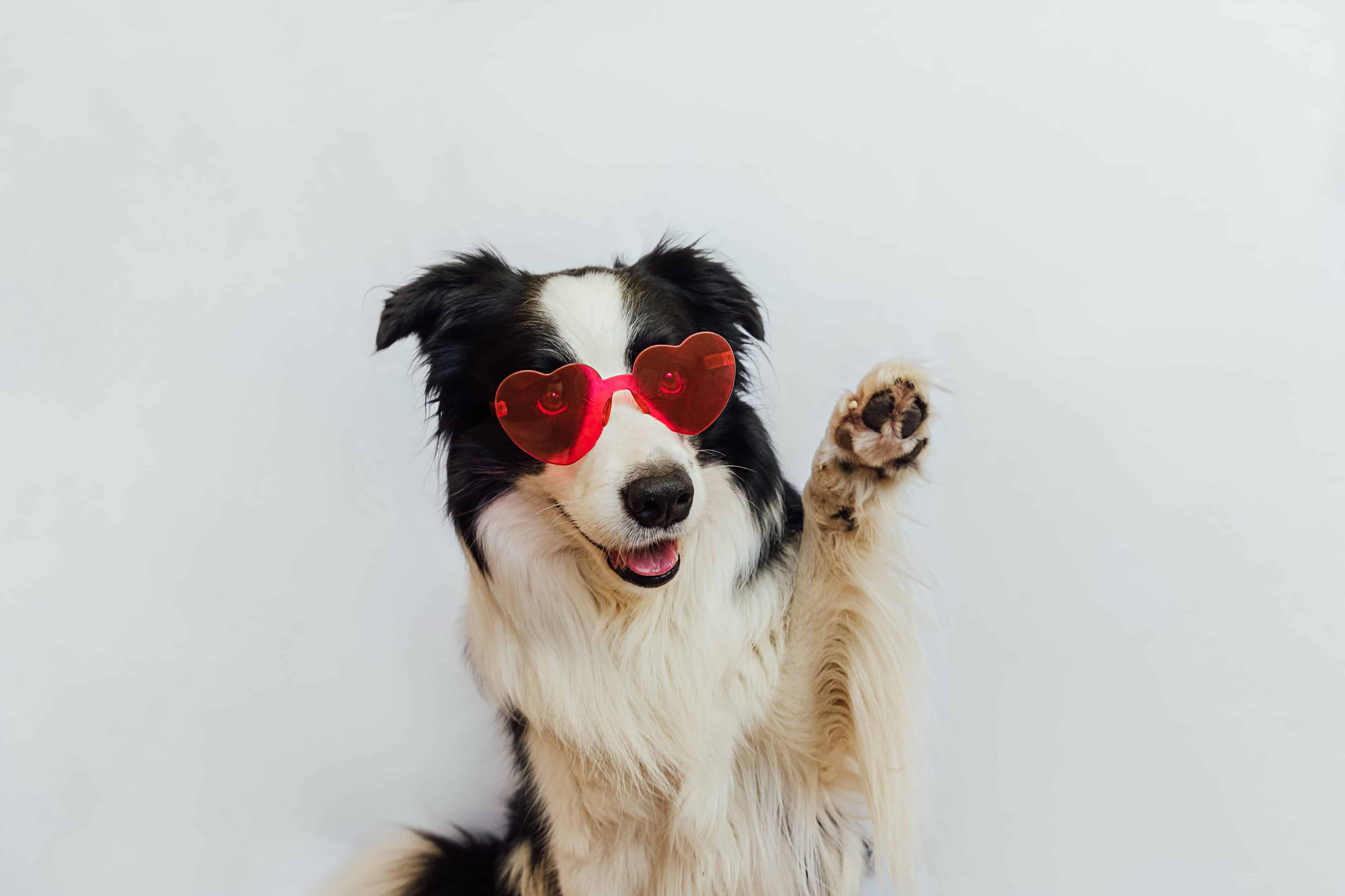 St. Valentine's Day concept. Funny puppy dog border collie in red heart shaped glasses waving paw isolated on white background. Dog in love celebrating valentines day. Love lovesick romance postcard.