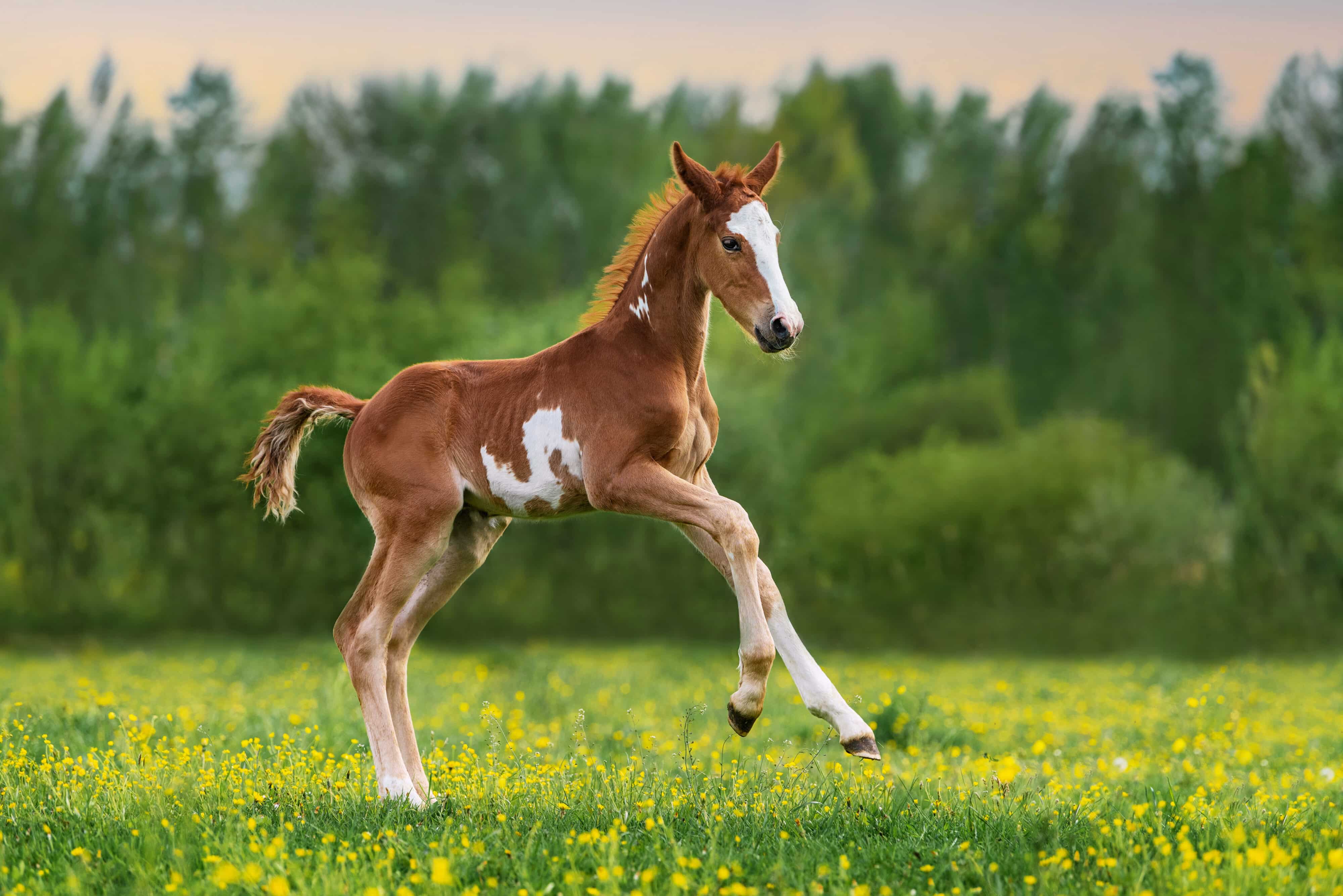 Rhodococcus equi in Foals: Recognize the Clinical Signs Before Culture Results
