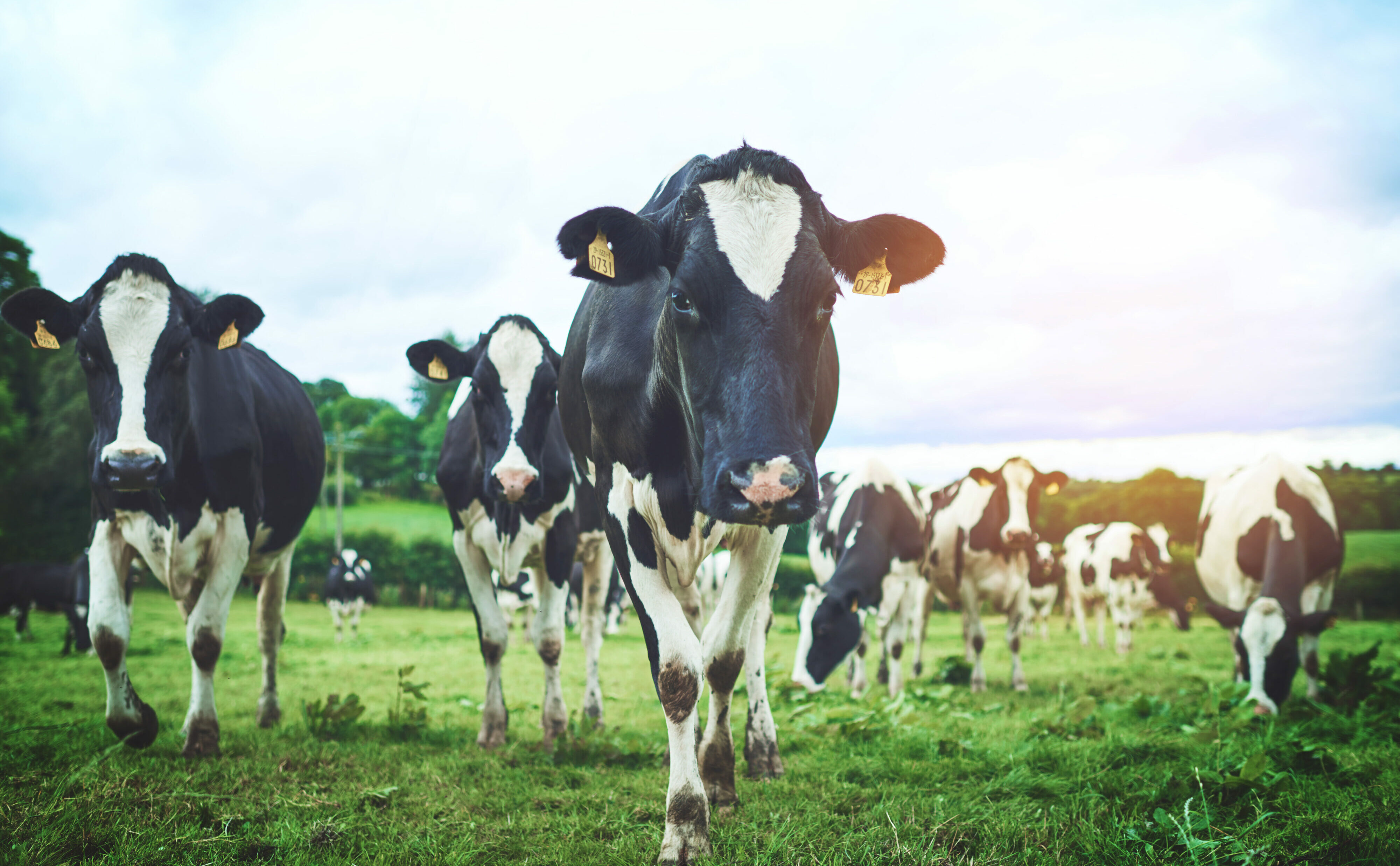 Sustainable, agriculture and herd of cows on farm walking and eating grass on an agro field. Ranch, livestock and cattle animals in outdoor dairy, eco friendly and farming environment in countryside.