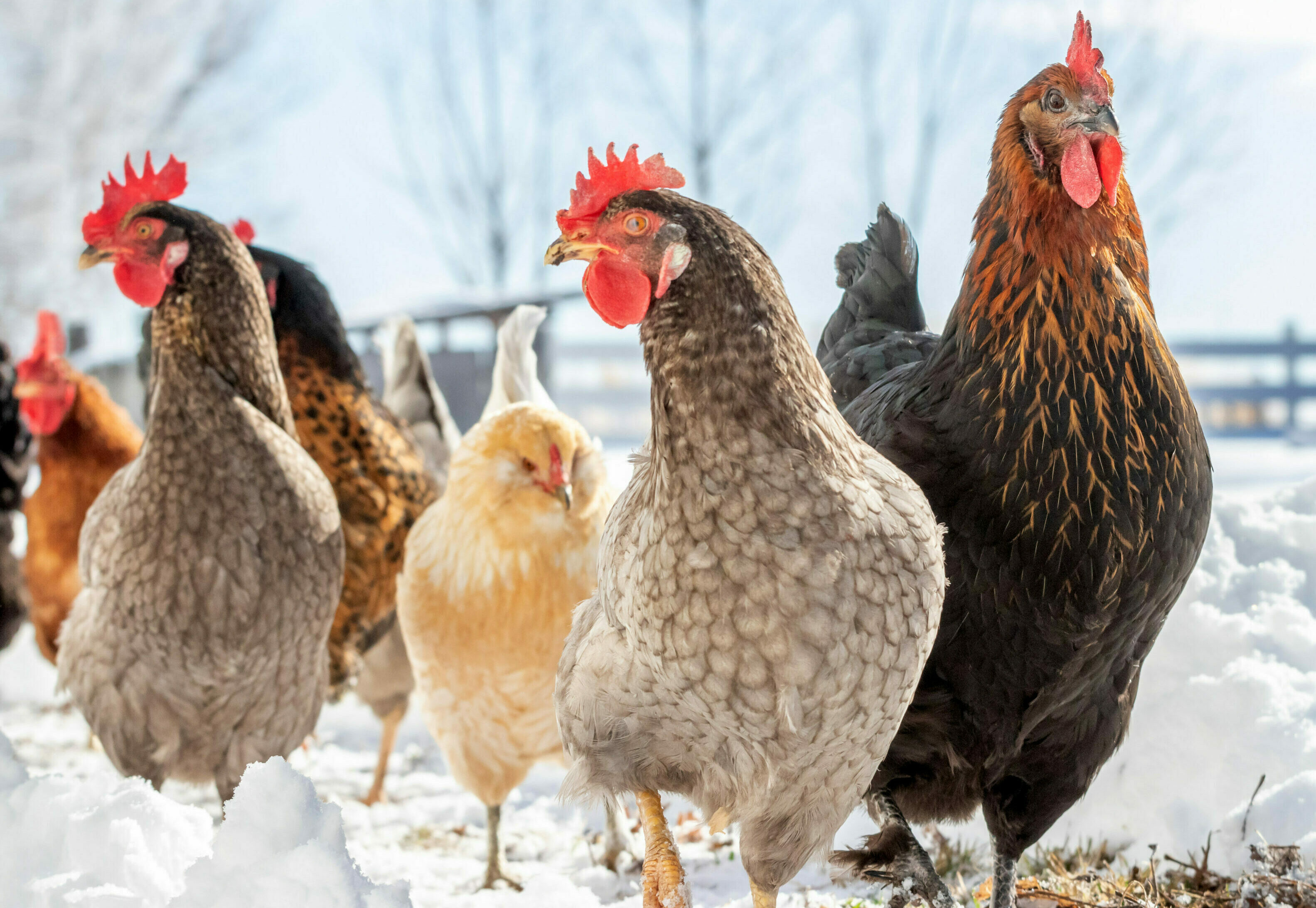 Backyard chickens walking down a snowy path on a far in the winter.