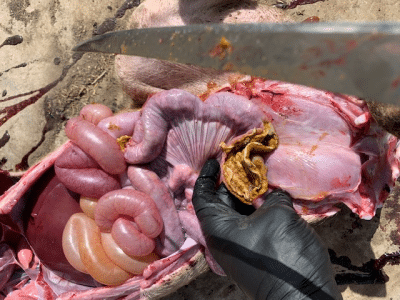 LawsoniaforQ12825400 139