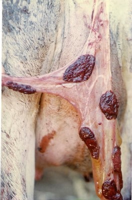 postcaflvingretake 211