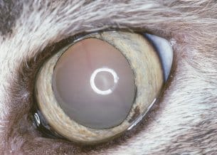 Pupil QOD 70