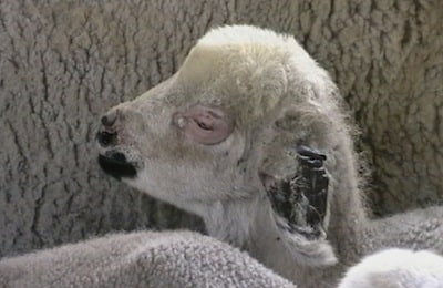 lambperiocular 71