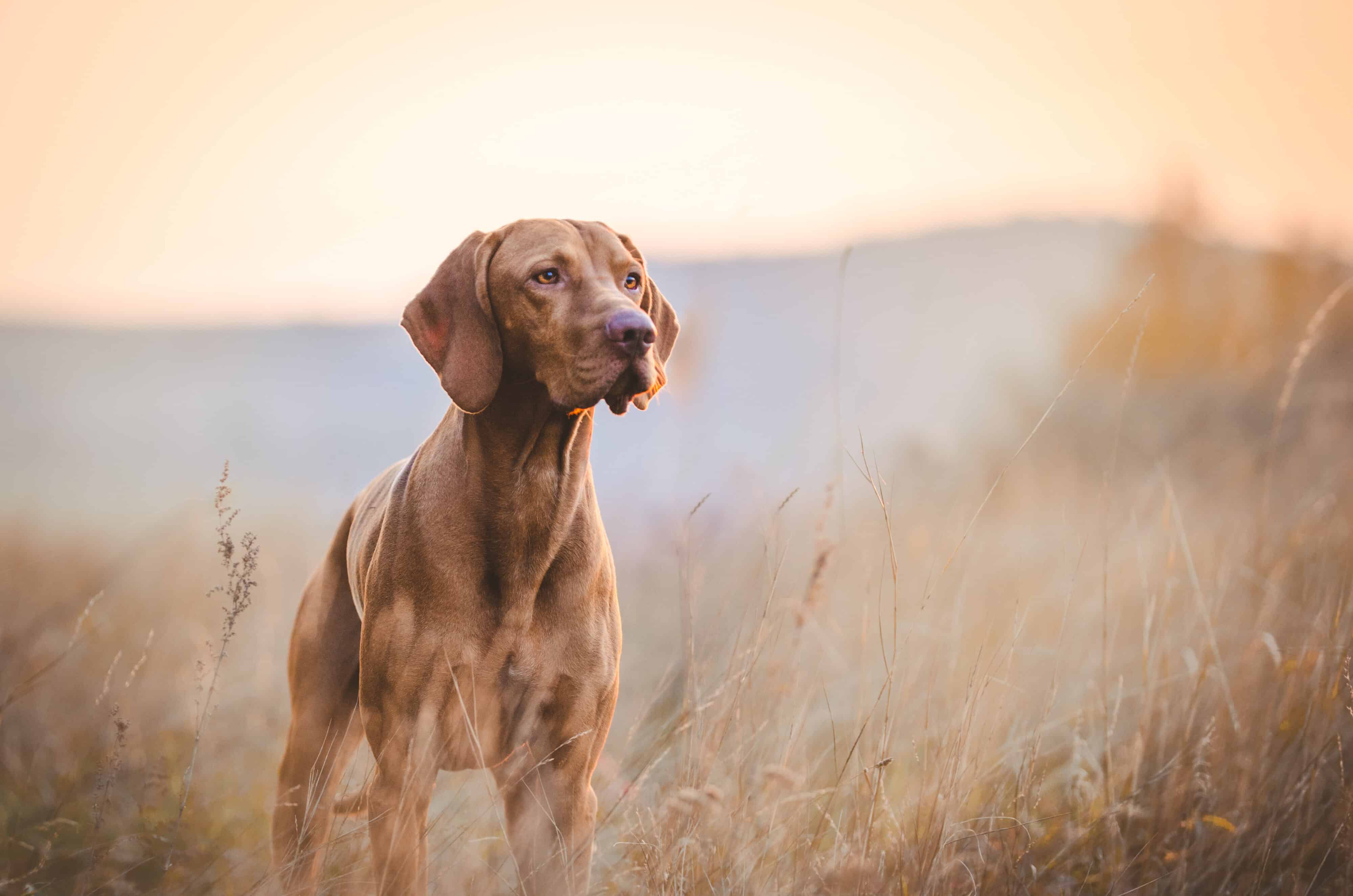 dog in field