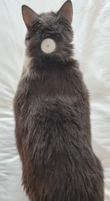 Cat with interstitial glucose monitor