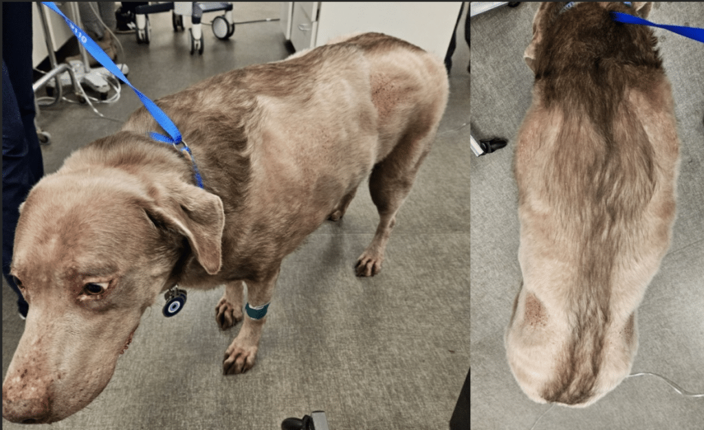 Dog with Cushing Disease for Endocrine Disorder blog
