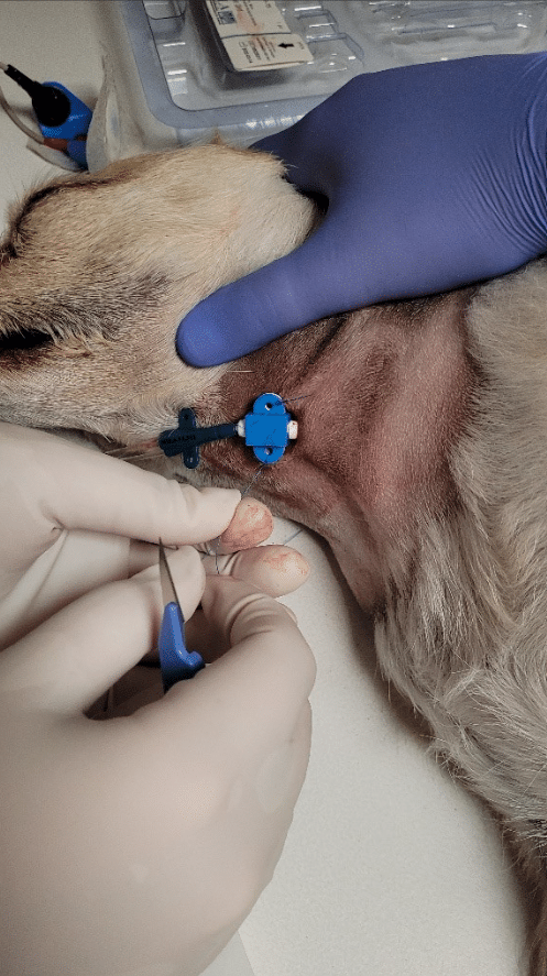 Dog with jugular IV catheter