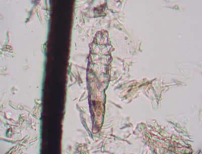canine mite 115
