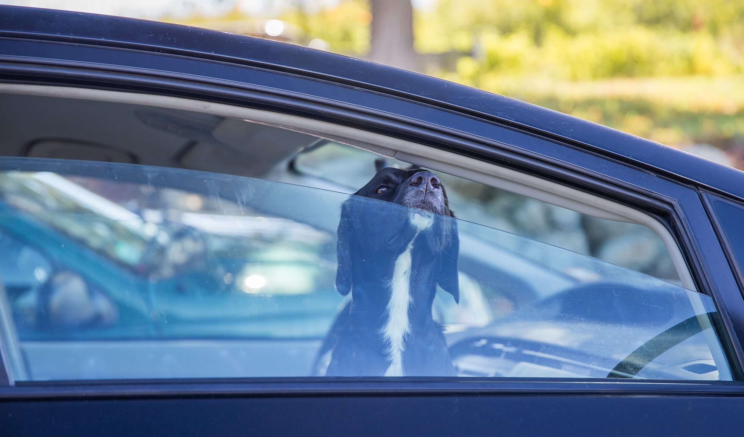 dog in car